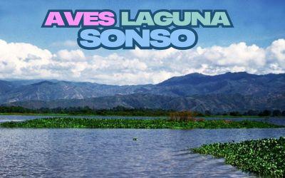 Aves de la Laguna de sonso